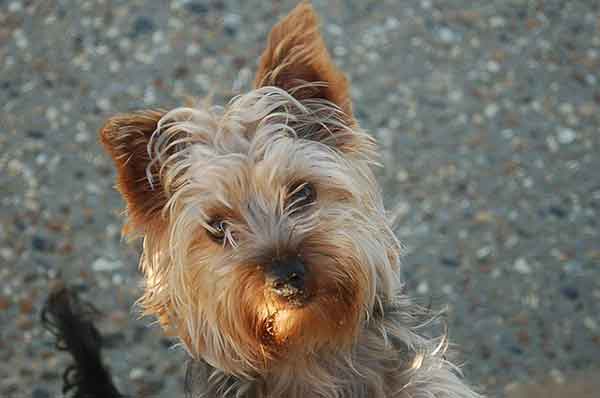 are yorkies hard to potty train