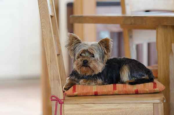 Do Yorkies Shed