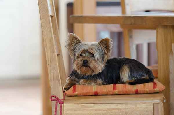 yorkie hair loss on back