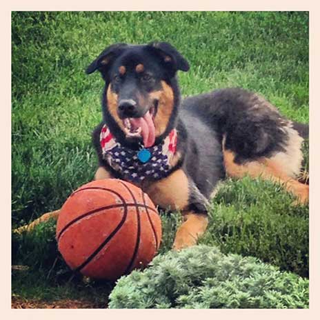 German Shepherd Rottweiler Mix Shedding