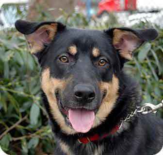 german shepherd rottie mix