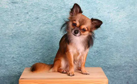 long haired chihuahua care 