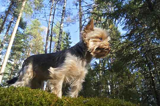 Potty Training Yorkie Outdoor