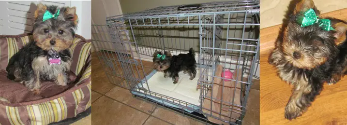 How To Potty Train A Yorkie Is It Really As Hard As