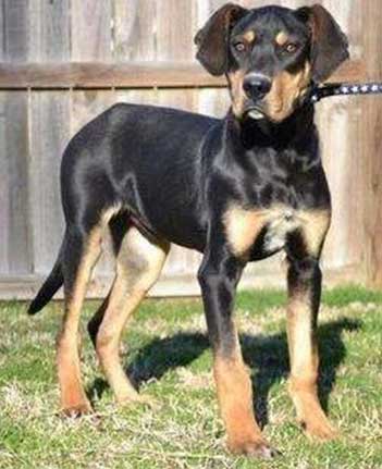 Great Dane Rottweiler Mix