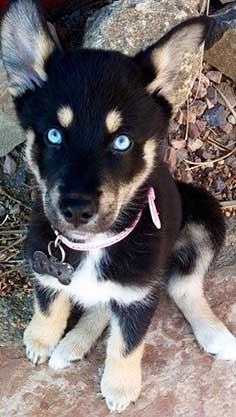 Droll Full Grown Siberian Husky Rottweiler Mix