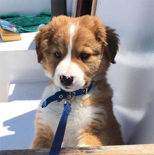 Is The Australian Shepherd Lab Mix Really One Of The Best Hybrids