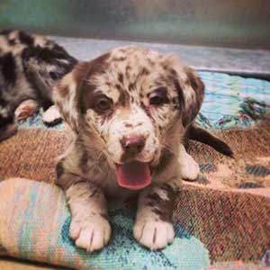 australian shepherd lab mix puppy