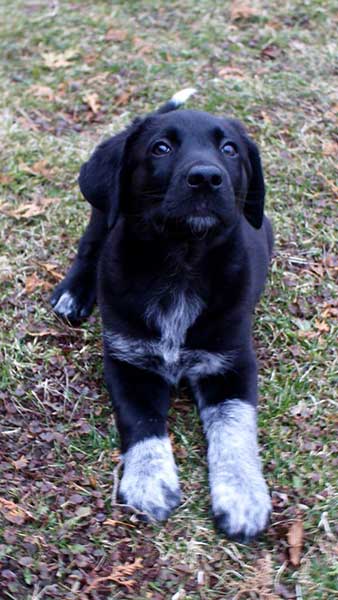 mini aussie black lab mix