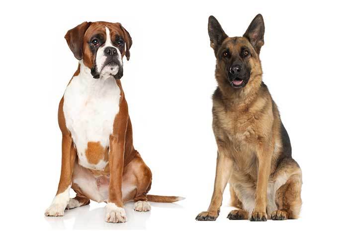 German Shepherd Boxer Mix Guide