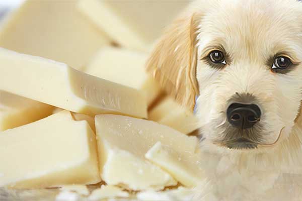 can dogs eat white chocolate