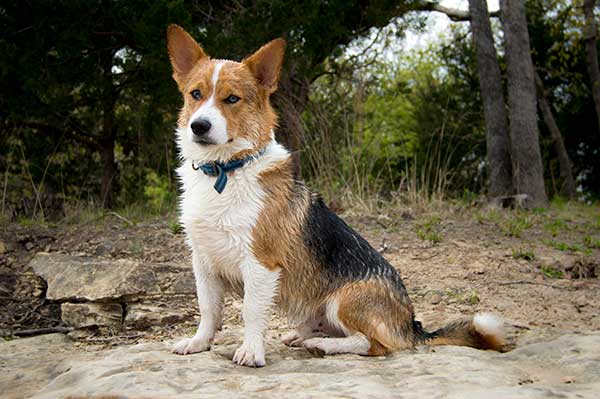 corgi beagle cross