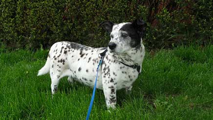 dalmatian corgi mix health problems