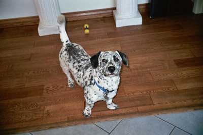 dalmatian corgi mix puppy