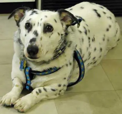 corgi dalmatian mix behavior issues