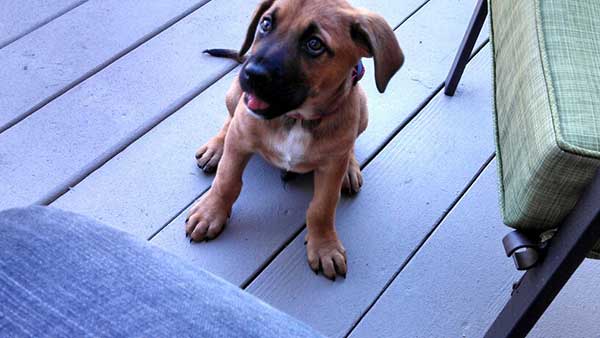 Is The German Shepherd Boxer Mix Too Much To Handle?
