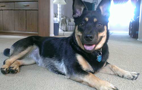 German Shepherd Corgi Mix Characteristics