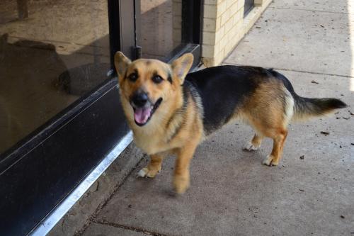 German Shepherd Corgi Mix size weight