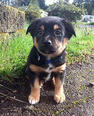 German Shepherd Corgi Mix Temperament