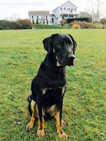 Rottweiler mixed with Great Dane