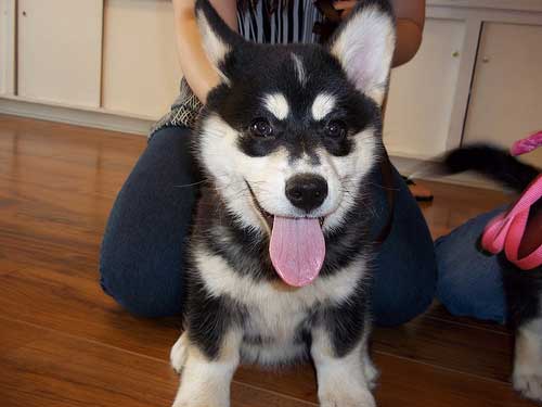 husky corgi cross