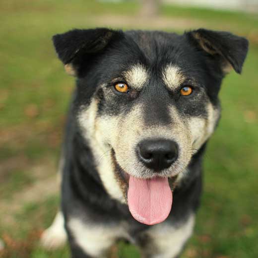 The Rottweiler Husky Mix Rottsky Too Much Of A Handful Or The Ideal Mix