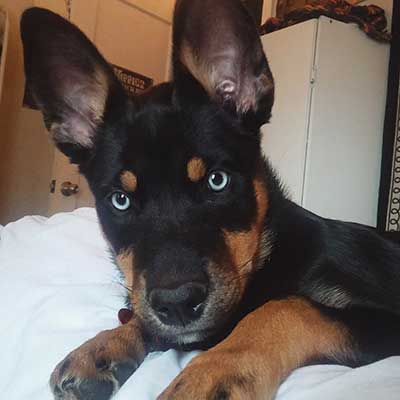 The Rottweiler Husky Mix Rottsky Too Much Of A Handful Or The Ideal Mix