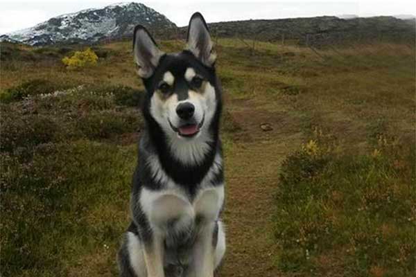 The Rottweiler Husky Mix Rottsky Too Much Of A Handful Or The