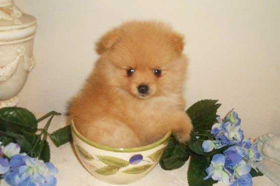 The Teacup Pomeranian: Does It Exist And, If So, It Is A ...