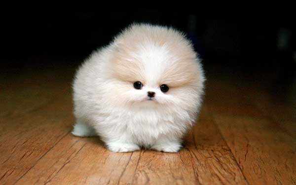 mini pomeranian size