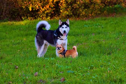 husky puppies cost