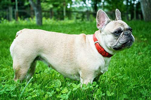 Do French Bulldogs Shed And How To Keep Shedding Under Control