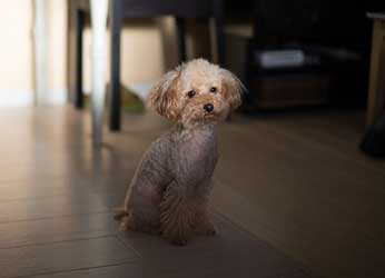 White Miniature poodle dog