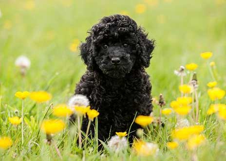 Miniature Black Poodle Coat