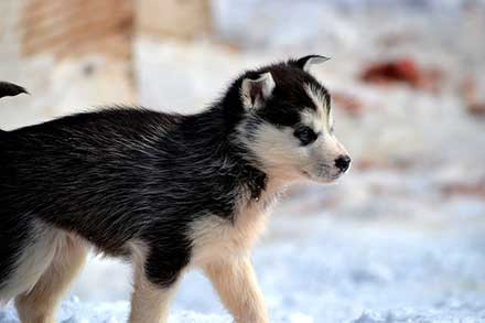 Siberian Husky Puppy Cost