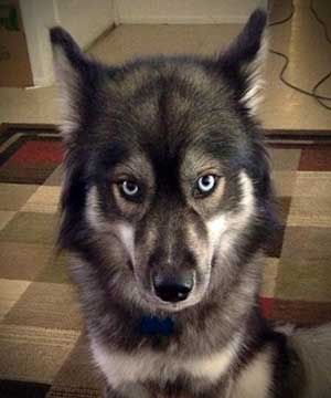 the face of agouti husky