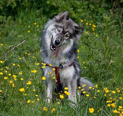 personality of agouti husky