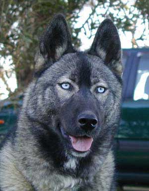 temperament of agouti husky