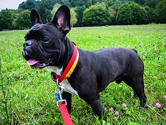 black French Bulldog shedding