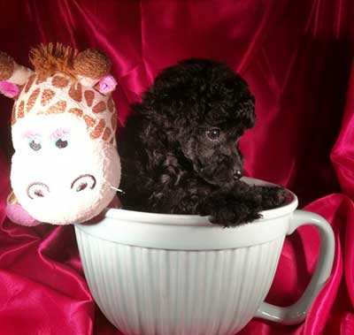 toy poodle