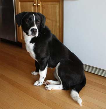 Is The Border Collie Lab Mix Really The Easiest Dog To Get Along With