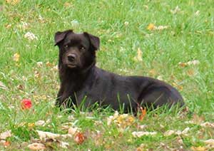 border collie black lab mix