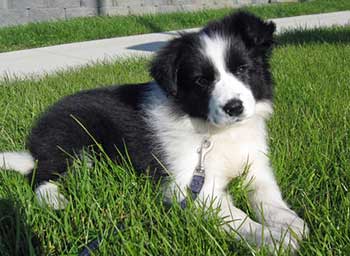 labrador border collie mix puppy