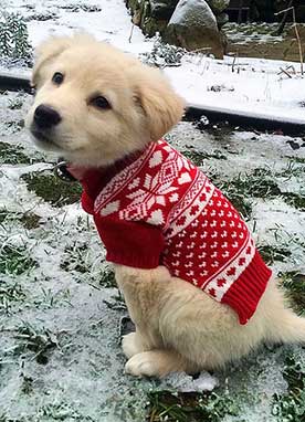 Is The Border Collie Lab Mix Really The Easiest Dog To Get Along With