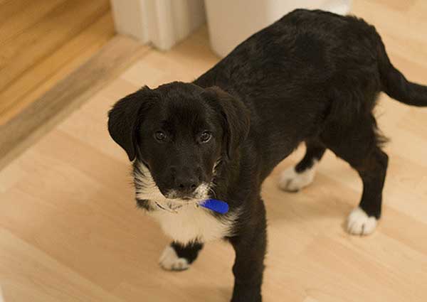 Is The Border Collie Lab Mix Really The Easiest Dog To Get Along With