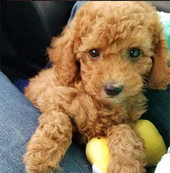 Chocolate Mini poodle