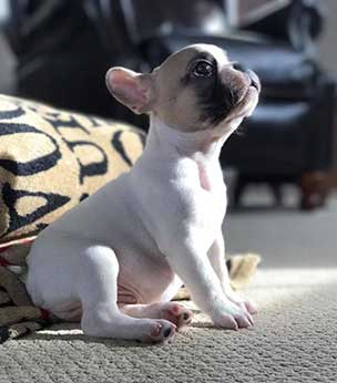 9 Weeks Old Frenchton dog