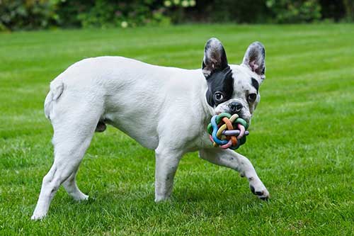 do frenchies shed