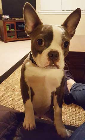Boston Terrier and French Bulldog mix Size