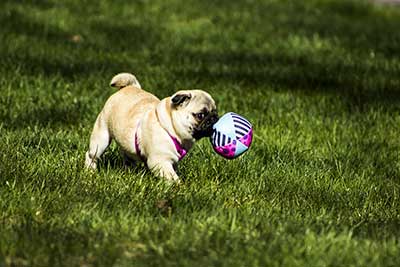 pug dog breed average cost